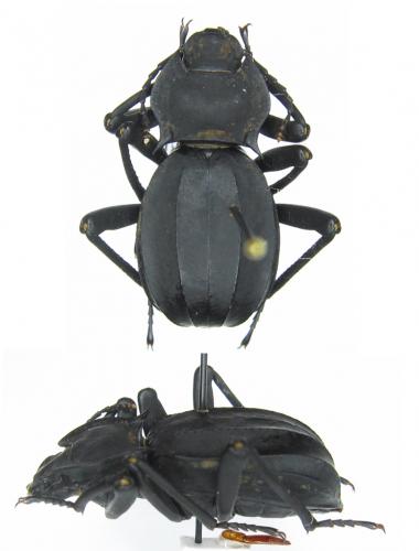 Akis elegans