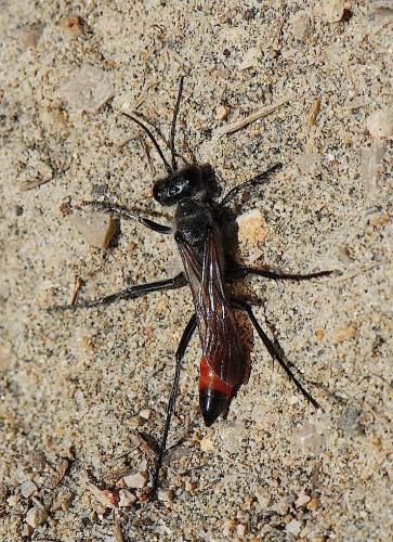 Podalonia tydei