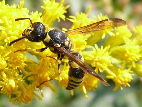 Ancistrocerus gazella