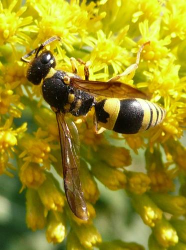 Ancistrocerus gazella
