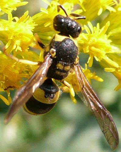 Réf. 39 618 : Ancistrocerus gazella