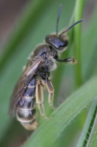 Réf. 39 185 : Lasioglossum sp.
