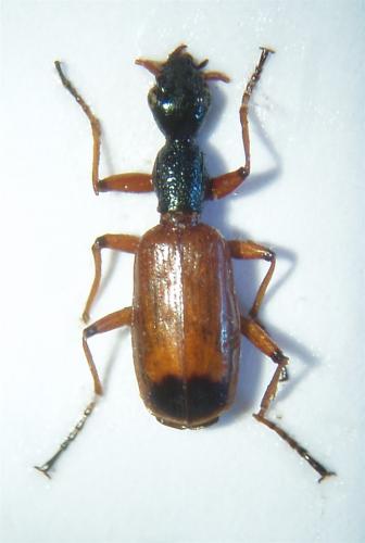 Odacantha melanura