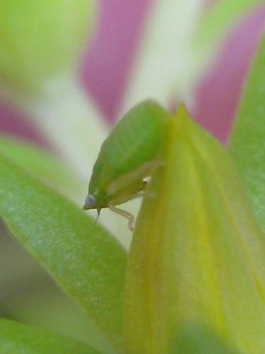Aphrodes sp.