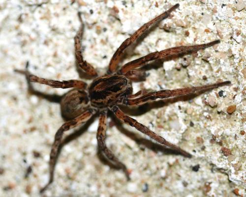 Arctosa villica