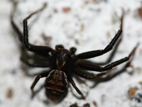 Xysticus sp.