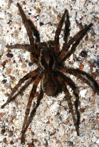 Arctosa villica
