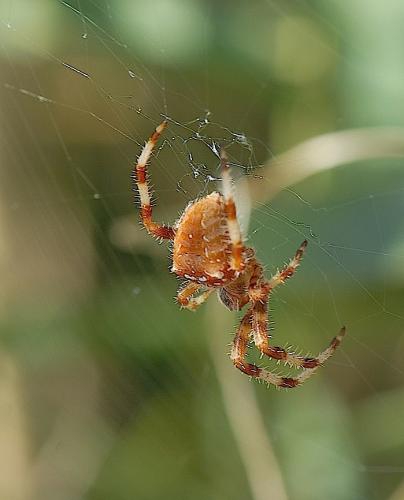 Réf. 39 450 : Araneus pallidus