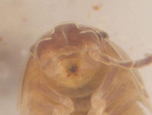 Armadillidium nasatum