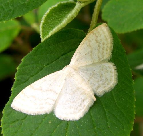Réf. 39 639 : Scopula floslactata