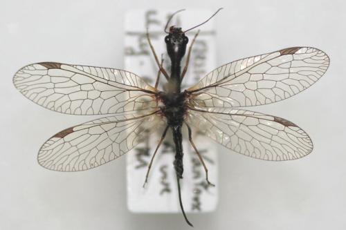 Phaeostigma notatum