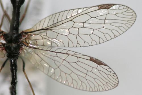 Phaeostigma notatum