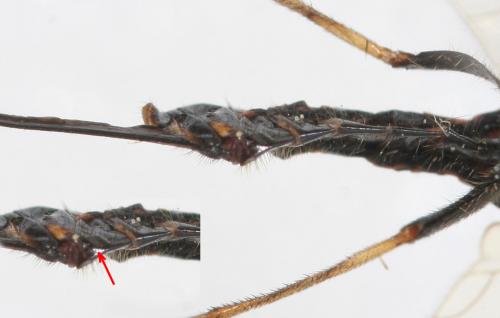 Phaeostigma notatum