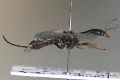 Phaeostigma notatum