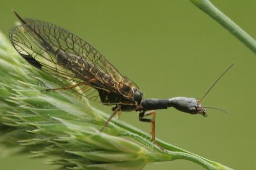 Phaeostigma notatum