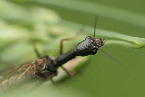 Phaeostigma notatum
