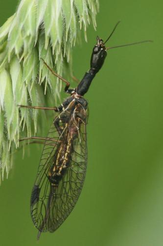 Phaeostigma notatum