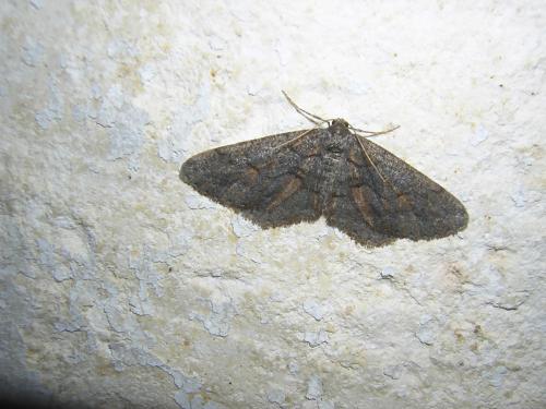 Agriopis bajaria