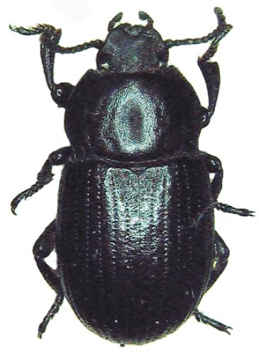 Bioplanes meridionalis