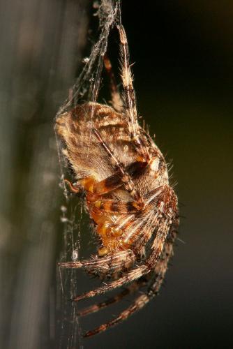 Araneus diadematus