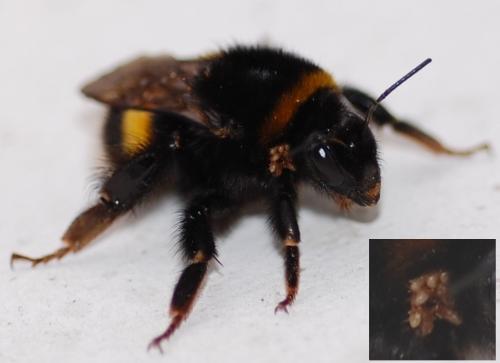 Bombus sp.