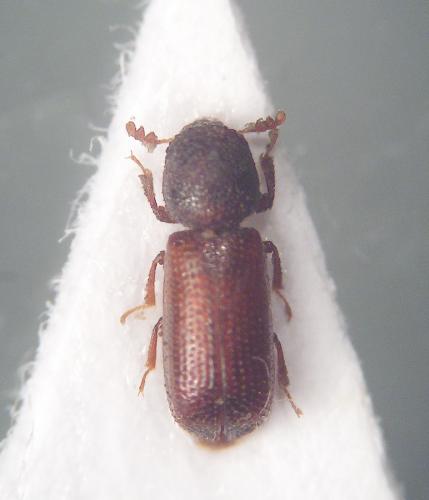 Rhyzopertha dominica