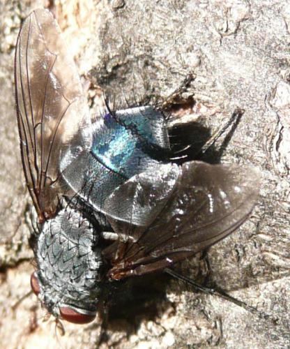 Réf. 39 099 : Calliphora sp.