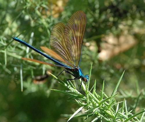 Calopteryx virgo
