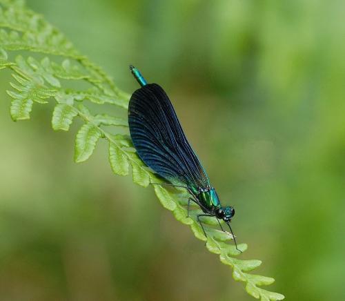Calopteryx virgo