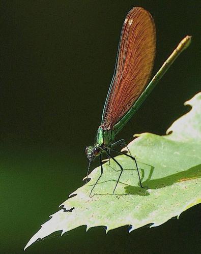 Calopteryx virgo