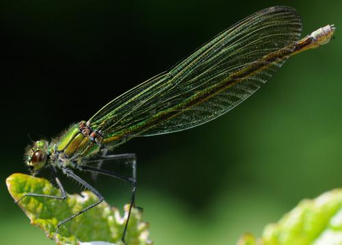 Calopteryx splendens