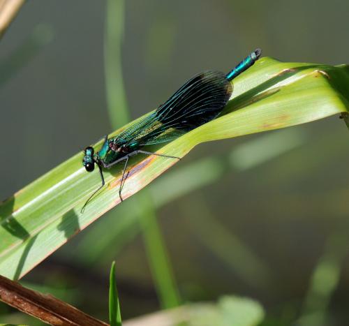 Calopteryx splendens