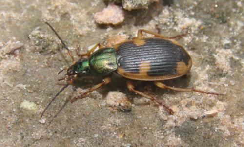 Chlaenius quadrinotatus