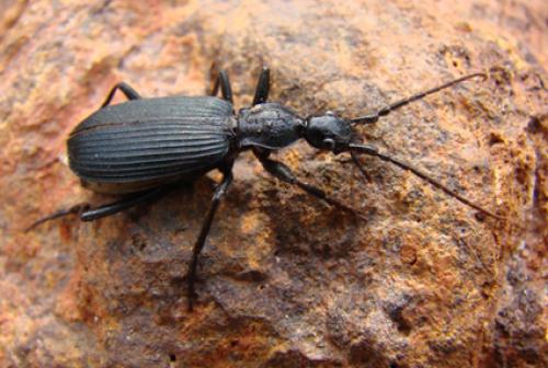 Galerita africana