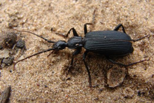 Galerita africana