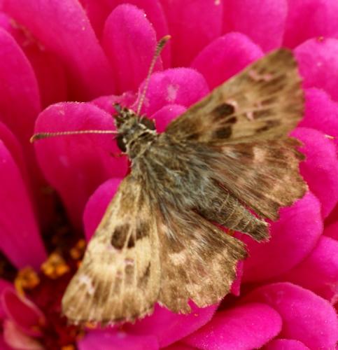 Réf. 39 592 : Carcharodus alceae