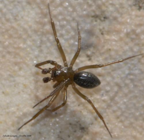 Centromerita bicolor