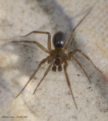 Centromerita bicolor