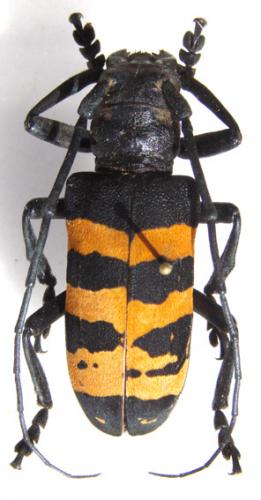 Réf. 39 559 : Analeptes trifasciata