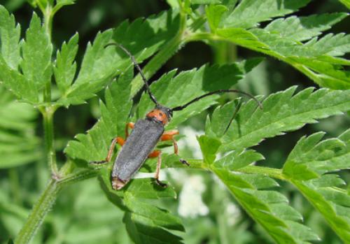 Réf. 39 937 : Phytoecia affinis affinis
