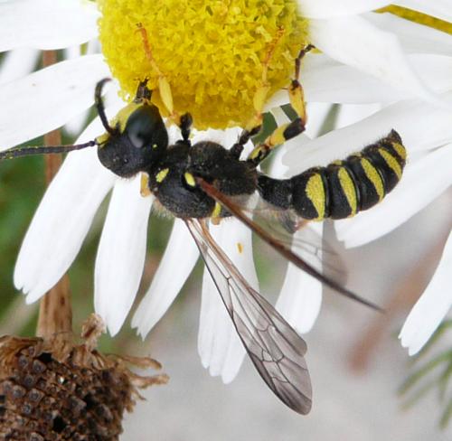 Cerceris arenaria