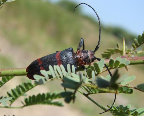 Ceroplesis aestuans
