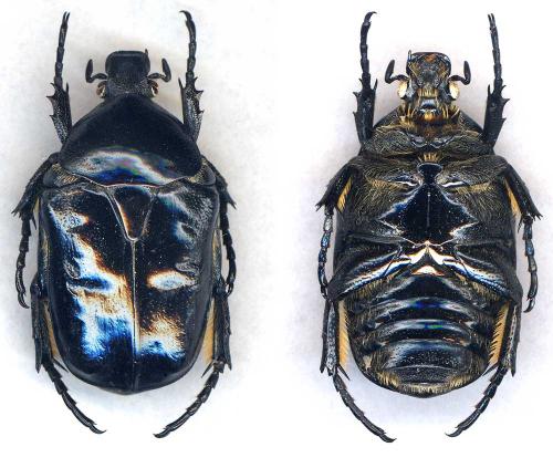 Cetonischema speciosissima