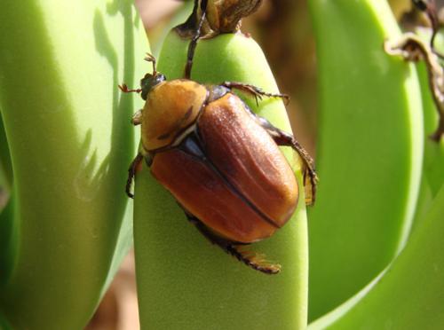 Rhyxiphloea corticina