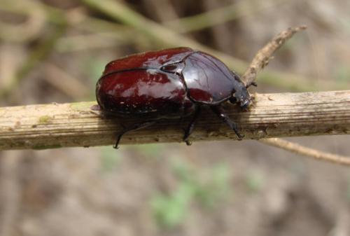Réf. 39 740 : Diplognatha gagates
