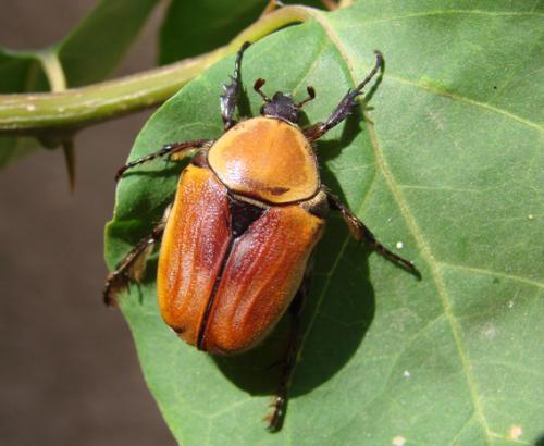 Rhyxiphloea corticina