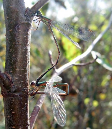 Chalcolestes viridis