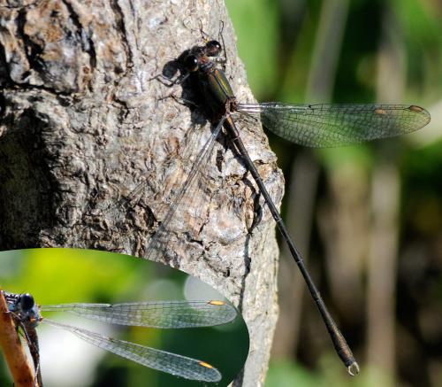 Chalcolestes viridis