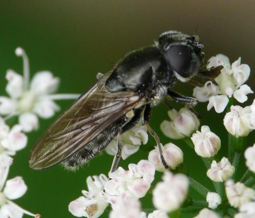 Cheilosia sp.