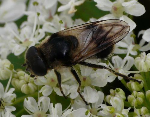 Cheilosia illustrata